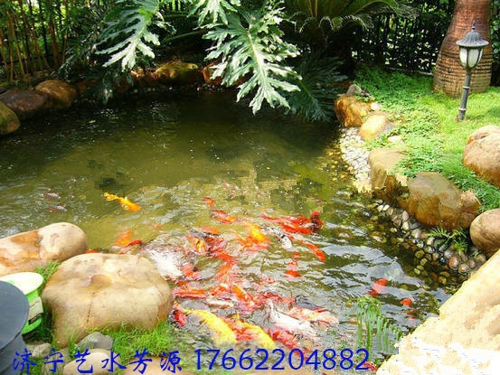 建造魚池需要考慮這些，你還不知道? 