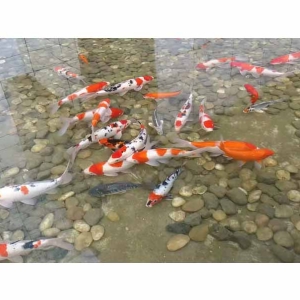 全自動循環(huán)水設備